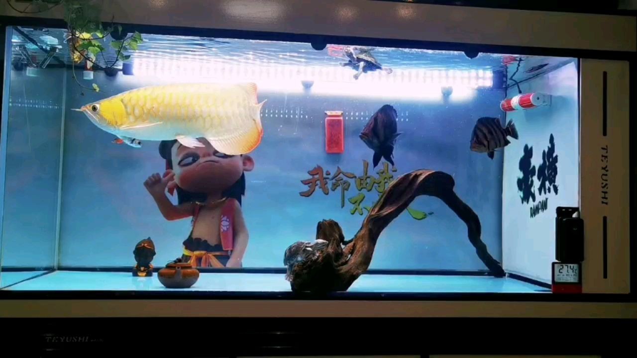 南召縣霞光水族工藝品店