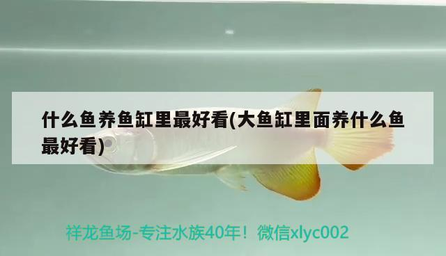 什么魚養(yǎng)魚缸里最好看(大魚缸里面養(yǎng)什么魚最好看)