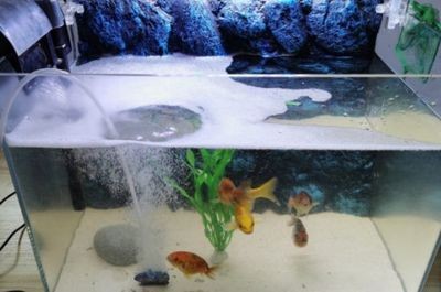 50cm魚缸可以養(yǎng)幾條錦鯉：錦鯉養(yǎng)殖密度受到多個因素影響，可以養(yǎng)幾條錦鯉