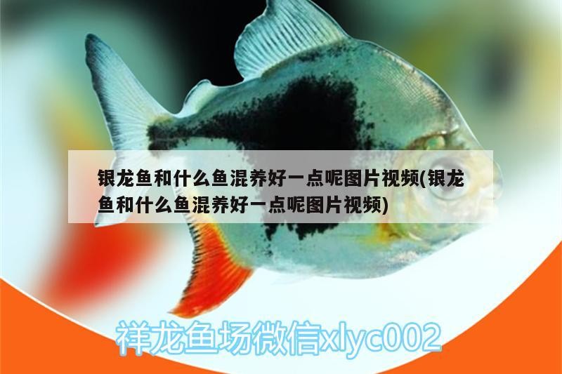 銀龍魚和什么魚混養好一點呢圖片視頻(銀龍魚和什么魚混養好一點呢圖片視頻)