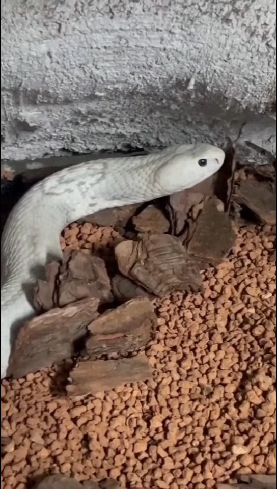 成體幽靈眼鏡