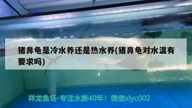 豬鼻龜是冷水養還是熱水養(豬鼻龜對水溫有要求嗎)