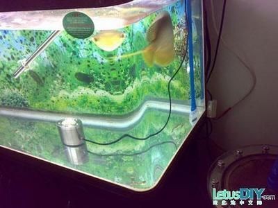 diy魚缸制作方法：diydiy魚缸制作方法 diy魚缸制作方法：diydiy魚缸制作方法 魚缸百科 第4張