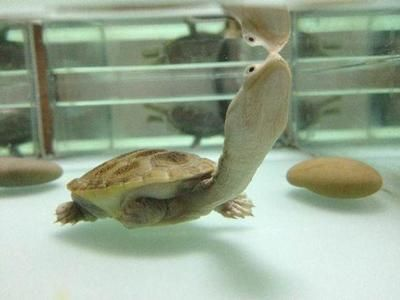 豬鼻龜身上潰爛最簡單三個原因：豬鼻龜爛身子怎么回事