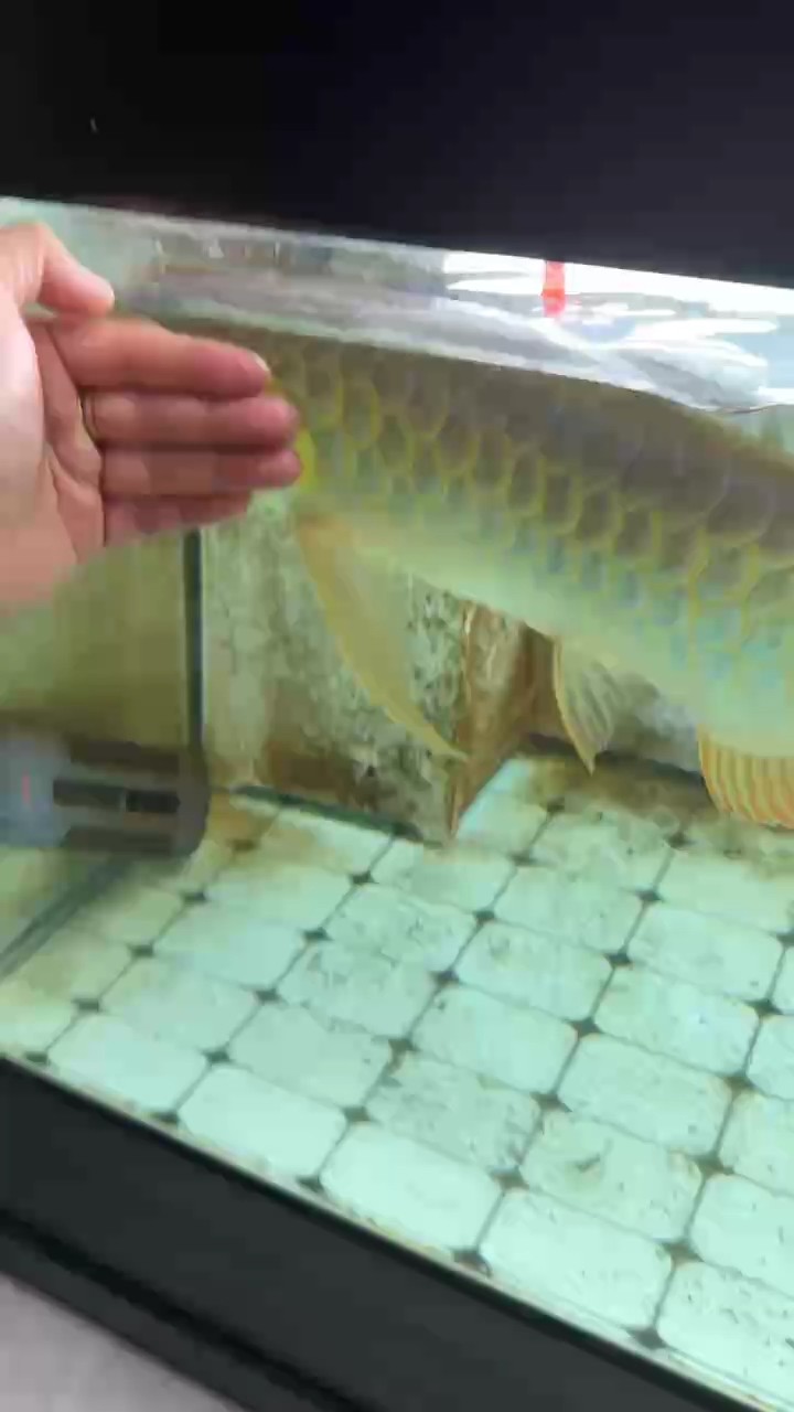 記錄一下叫聲