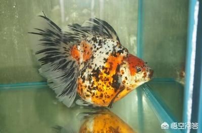 1米魚缸多厚玻璃合適養(yǎng)魚：養(yǎng)魚的1米魚缸玻璃厚度選購指南