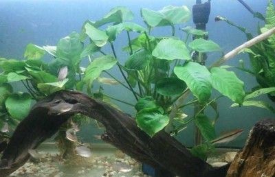 1米魚缸多厚玻璃合適養(yǎng)魚：養(yǎng)魚的1米魚缸玻璃厚度選購指南