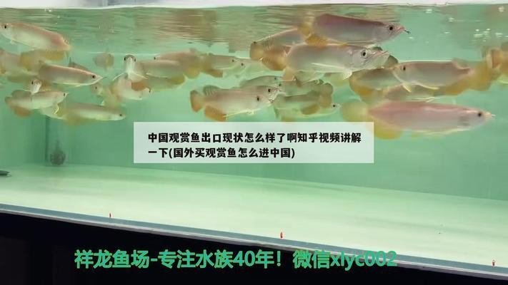 奎龍魚盡量少吃最好不吃，揭秘深海美味背后的健康隱患