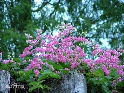 恐龍蟲魚與海洋動物大全，探索史前與現代的奇妙生物