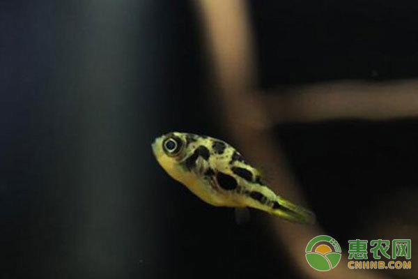 孔雀魚最怕的三種東西，如何避免這些威脅？