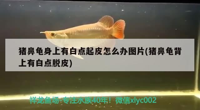 豬鼻龜身上有白點起皮怎么辦圖片(豬鼻龜背上有白點脫皮)