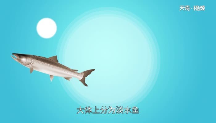 孔雀魚一天喂幾次？科學喂養指南