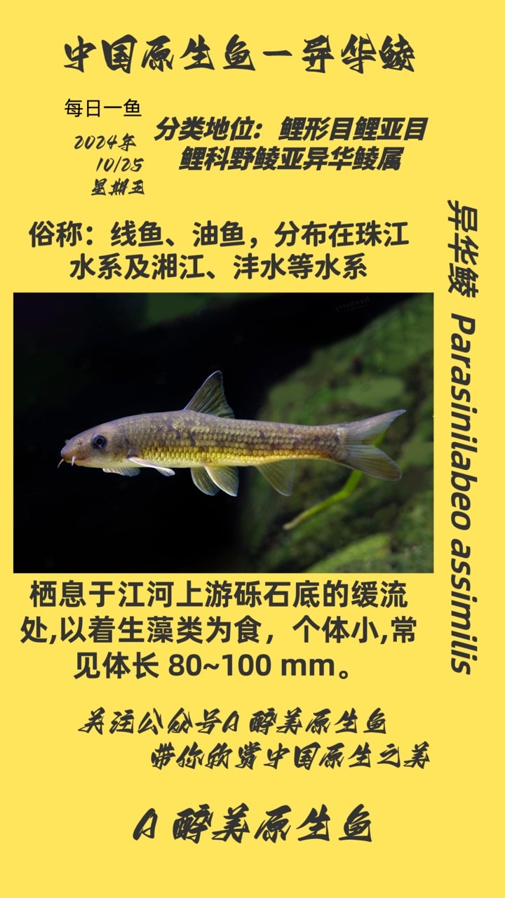 魚缸過濾器選購(gòu)指南:自制魚缸過濾器魚缸上置過濾器對(duì)于養(yǎng)魚愛好者的必備知識(shí) 異華鯪 龍魚論壇 異華鯪 異華鯪 龍魚論壇