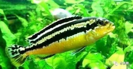 孔雀魚喜陰還是喜陽光？光照需求全解析
