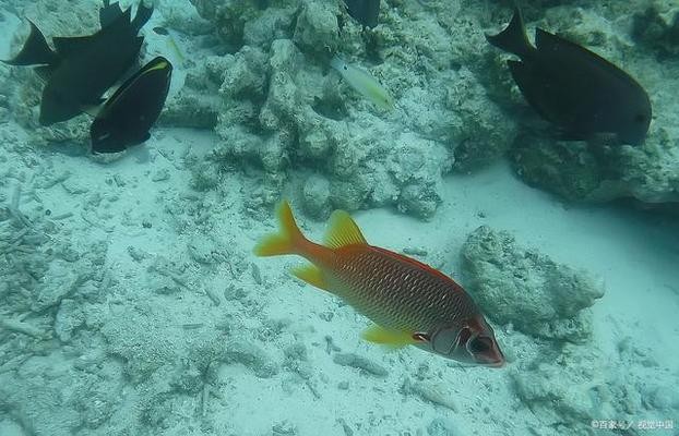 孔雀魚身上長白點怎么治療？全面解析白點病的成因與治療方法