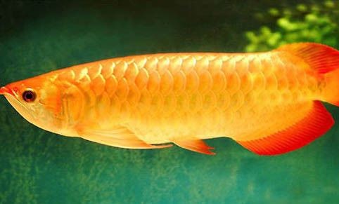 龍魚適合的ph值vs祥龍魚場：祥龍魚場如何為龍魚提供適宜的生活環境
