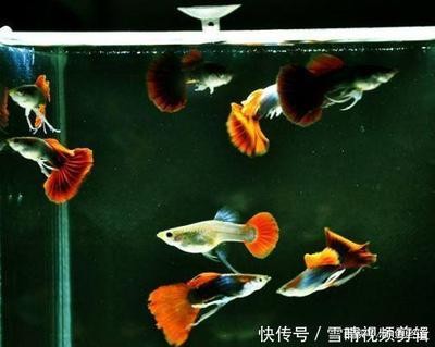 孔雀魚公魚死亡的原因及預防措施