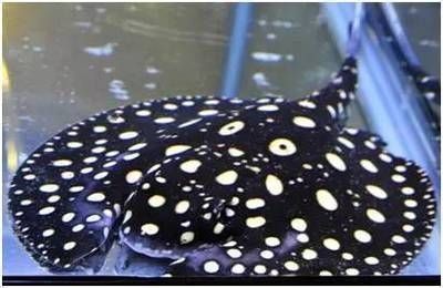 龍魚(yú)尾巴長(zhǎng)刺是什么病vs祥龍魚(yú)場(chǎng)：祥龍魚(yú)場(chǎng)龍魚(yú)健康狀況