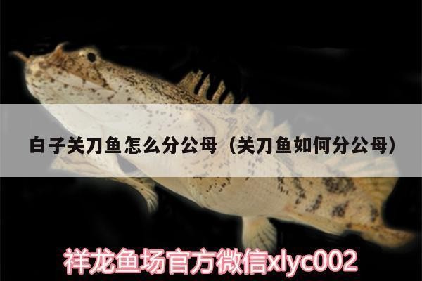 孔雀魚不打氧氣能活嗎？揭秘孔雀魚的生存需求