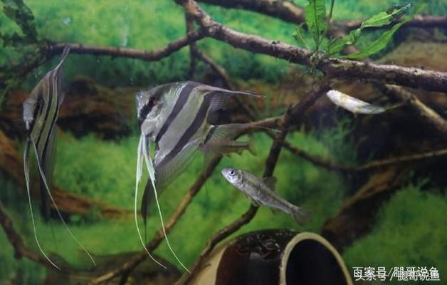 孔雀石綠對人體的危害，隱形殺手背后的健康危機