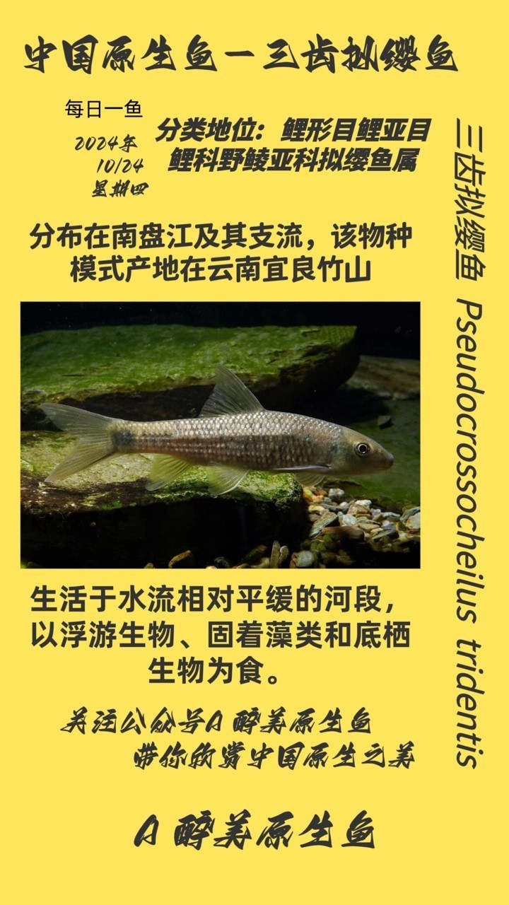 三齒擬纓魚 三齒擬纓魚 龍魚論壇