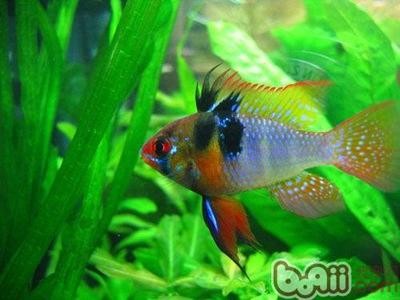 客廳做隔斷改小臥室,實用改造方案與注意事項 龍魚百科 第3張 客廳做隔斷改小臥室,實用改造方案與注意事項 客廳做隔斷改小臥室,實用改造方案與注意事項 龍魚百科 第3張