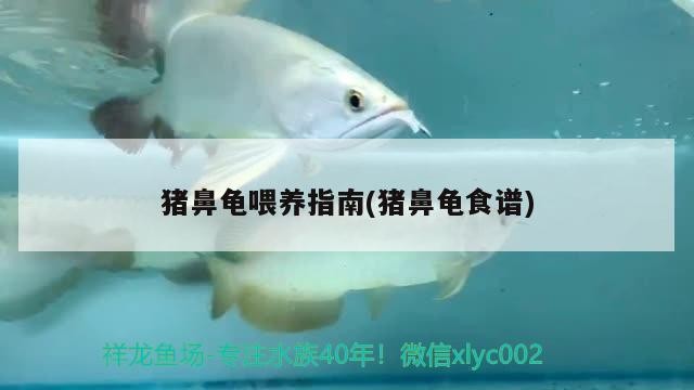 豬鼻龜喂養指南(豬鼻龜食譜)