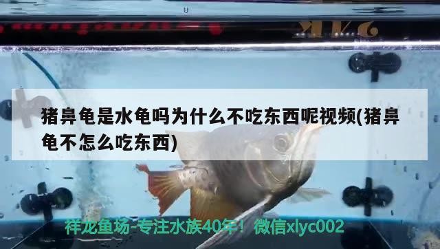 豬鼻龜是水龜嗎為什么不吃東西呢視頻(豬鼻龜不怎么吃東西) 豬鼻龜是水龜嗎為什么不吃東西呢視頻(豬鼻龜不怎么吃東西) 豬鼻龜百科