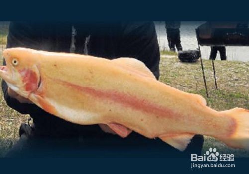 金龍魚鱗片光澤度提升方法：如何提高金龍魚鱗片光澤度