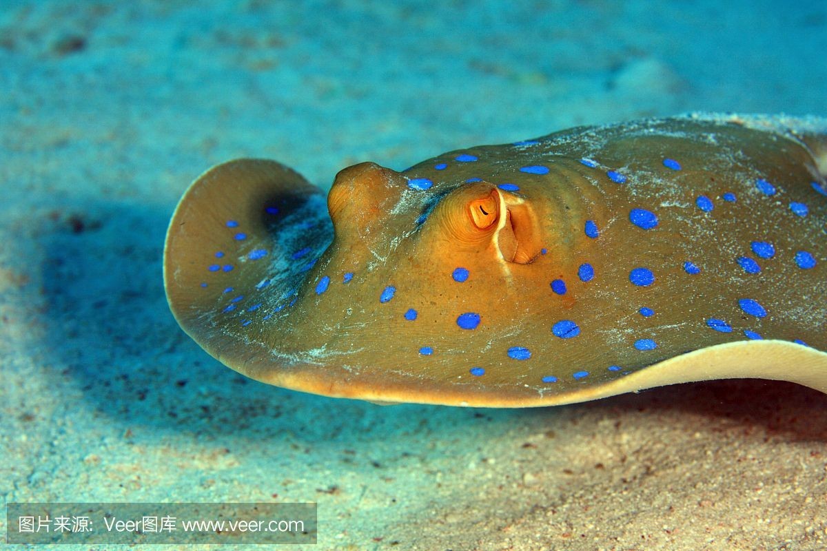 魟魚底部正常顏色是什么：魟魚的底部顏色可以根據其他品種和生活環境有所不同
