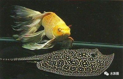 魟魚底部正常顏色是什么：魟魚的底部顏色可以根據其他品種和生活環境有所不同