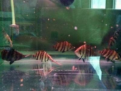 印尼虎魚生活環境布置指南，印尼虎魚生活環境布置指南，印尼虎魚最佳飼料選擇