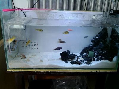 60魚缸養七彩：60厘米的魚缸可以養七彩神仙魚嗎