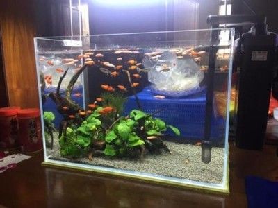 包含觀賞魚百科全書圖片高清大全的詞條