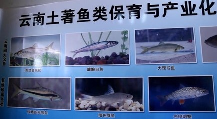 客廳進門屏風，美觀與實用的完美結(jié)合