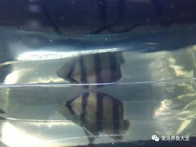 泰北虎魚(yú)和印尼虎魚(yú)哪個(gè)好養(yǎng)：泰北虎魚(yú)和印尼虎魚(yú)哪個(gè)好養(yǎng)泰北虎魚(yú)和印尼虎魚(yú)哪個(gè)好養(yǎng) 泰北虎魚(yú)和印尼虎魚(yú)哪個(gè)好養(yǎng)：泰北虎魚(yú)和印尼虎魚(yú)哪個(gè)好養(yǎng)泰北虎魚(yú)和印尼虎魚(yú)哪個(gè)好養(yǎng) 虎魚(yú)百科 第2張