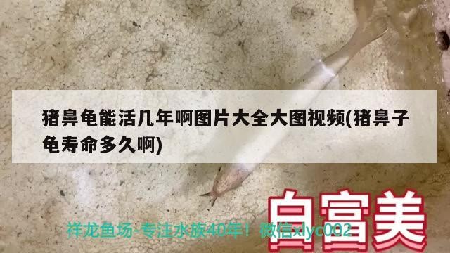 豬鼻龜能活幾年啊圖片大全大圖視頻(豬鼻子龜壽命多久啊)