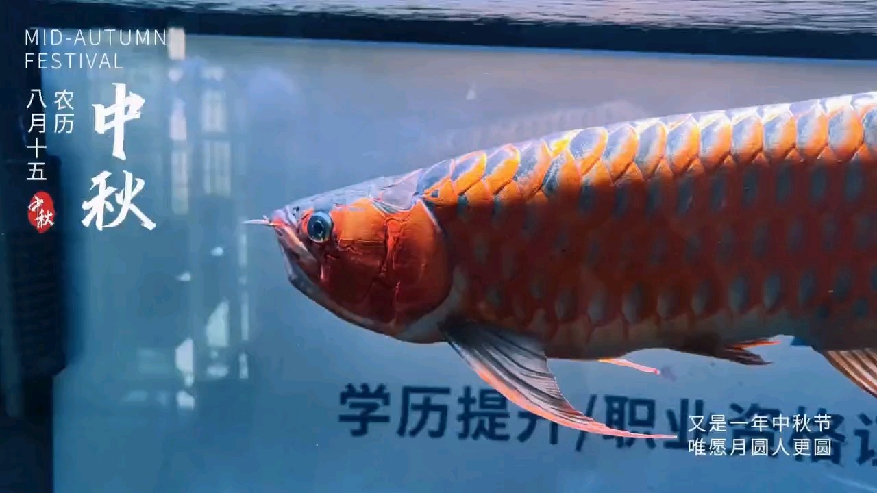 日常記錄，補發(fā)