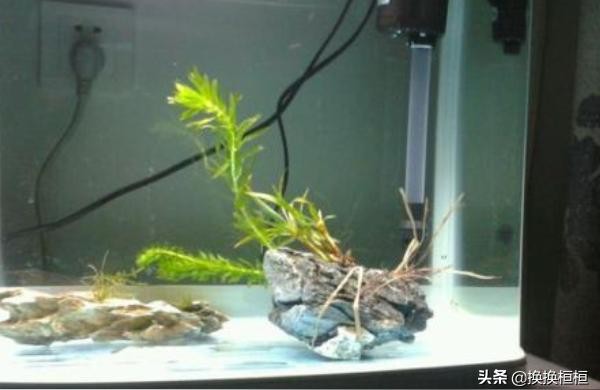 老魚匠魚缸加熱棒自動恒溫加熱器水族箱變頻省電養魚用小型加溫棒 老魚匠魚缸加熱棒自動恒溫加熱器水族箱變頻省電養魚用小型加溫棒 老魚匠