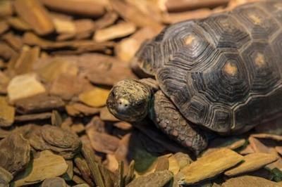 豬鼻龜是鱉類還是龜類呢：豬鼻龜屬于兩爪鱉科兩爪鱉科兩爪鱉科兩爪鱉屬于鱉類