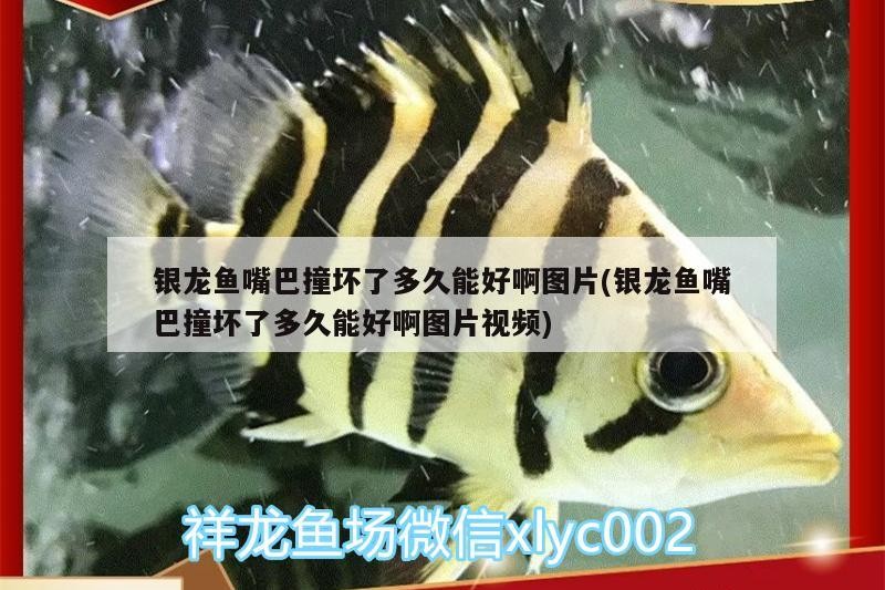 銀龍魚嘴巴撞壞了多久能好啊圖片(銀龍魚嘴巴撞壞了多久能好啊圖片視頻)