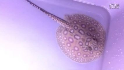 白子黑帝王魟魚多貴：白子黑帝王魟魚價格信息：白子黑帝王魟魚具體價格信息