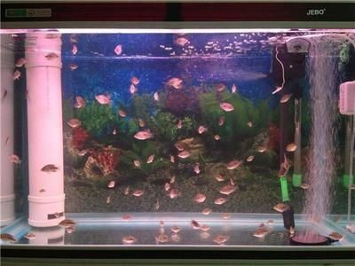 80魚缸養熱帶魚費不費電：養熱帶魚的耗電量主要取決于以下幾個因素的不同而有所差異