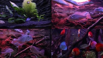 80魚缸養熱帶魚費不費電：養熱帶魚的耗電量主要取決于以下幾個因素的不同而有所差異