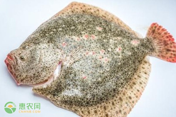 客廳擺放什么綠植？10種高顏值易養(yǎng)護(hù)的綠植推薦