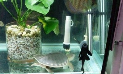 養(yǎng)魟魚技巧：養(yǎng)好魟魚需要注意以下幾個方面