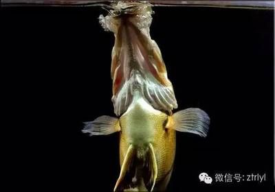 虎魚(yú)吃飼料長(zhǎng)不大嗎：虎魚(yú)吃飼料會(huì)導(dǎo)致長(zhǎng)不大嗎