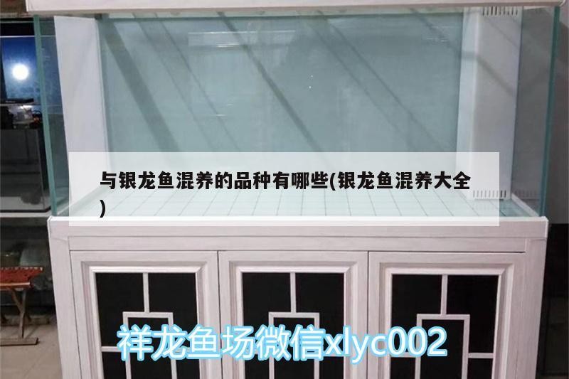 與銀龍魚混養的品種有哪些(銀龍魚混養大全)