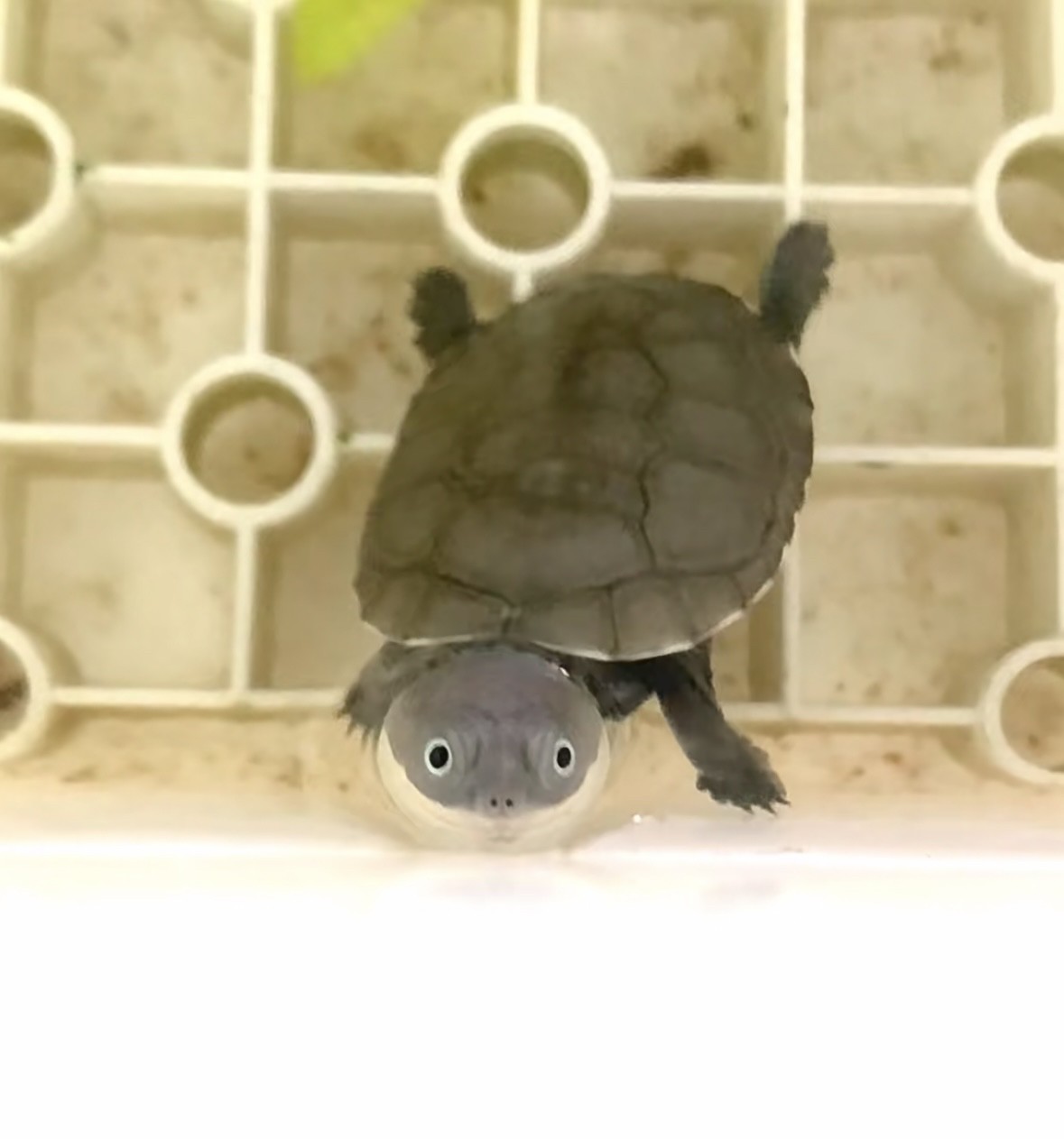最近迷上了龜龜