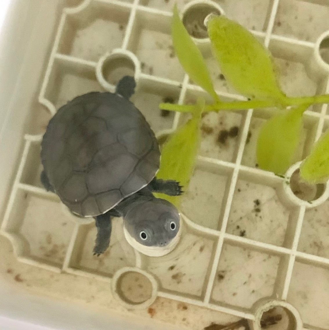 最近迷上了龜龜